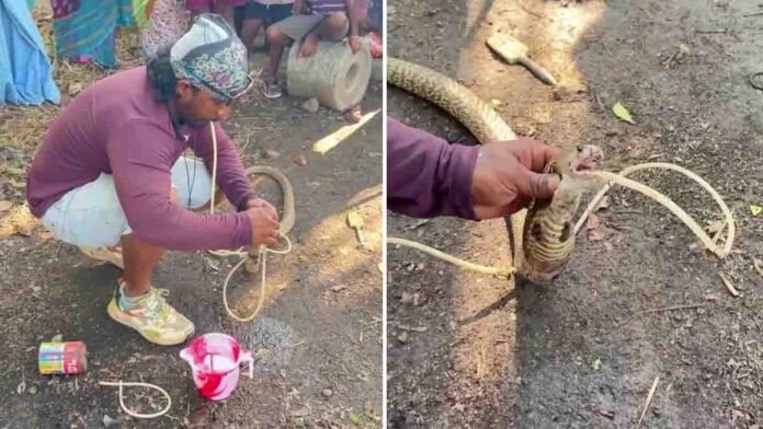 Viral Snake CPR video shows a man saving a dehydrated snake by giving it air and water during intense heatwave conditions.