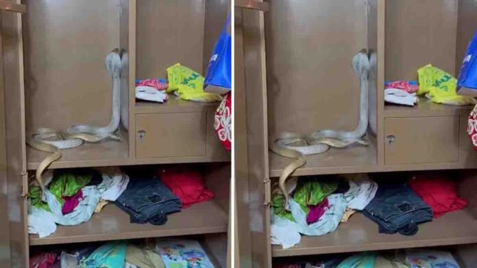 Snake inside wardrobe discovered among clothes in a house shocking residents