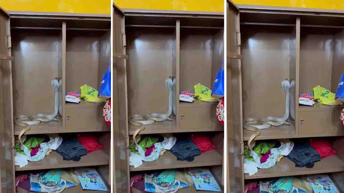 Snake inside wardrobe discovered among clothes in a house shocking residents