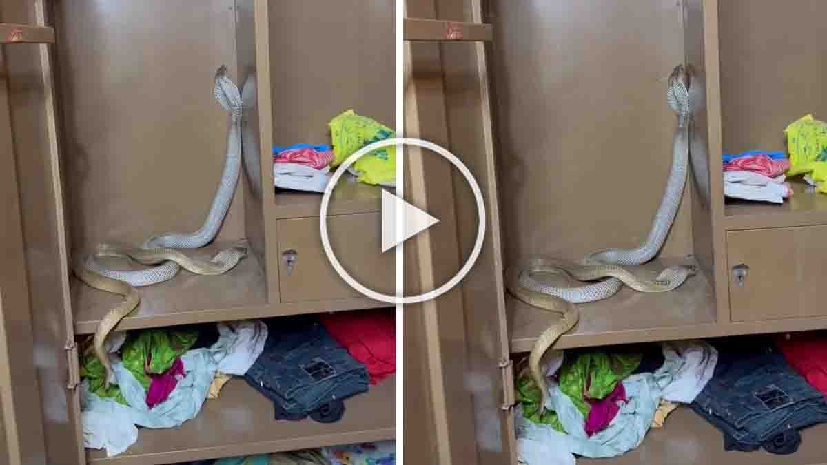 Snake inside wardrobe discovered among clothes in a house shocking residents