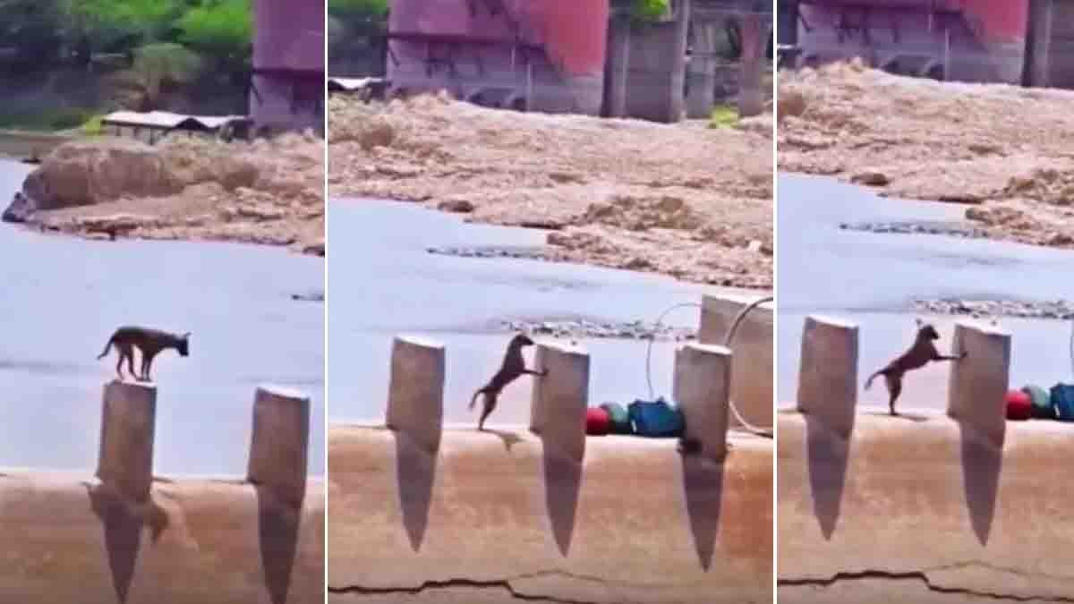 Viral Dog Video : ಛಲವಿದ್ದರೆ ಏನನ್ನಾದರೂ ಸಾಧಿಸಬಹುದು! ಸೋಲೊಪ್ಪದ ಈ ಶ್ವಾನದ ವಿಡಿಯೋ ನೀವೊಮ್ಮೆ ನೋಡಲೇಬೇಕು..! 2 Viral dog video showing a brave puppy crossing a dangerous narrow concrete path beside a canal
