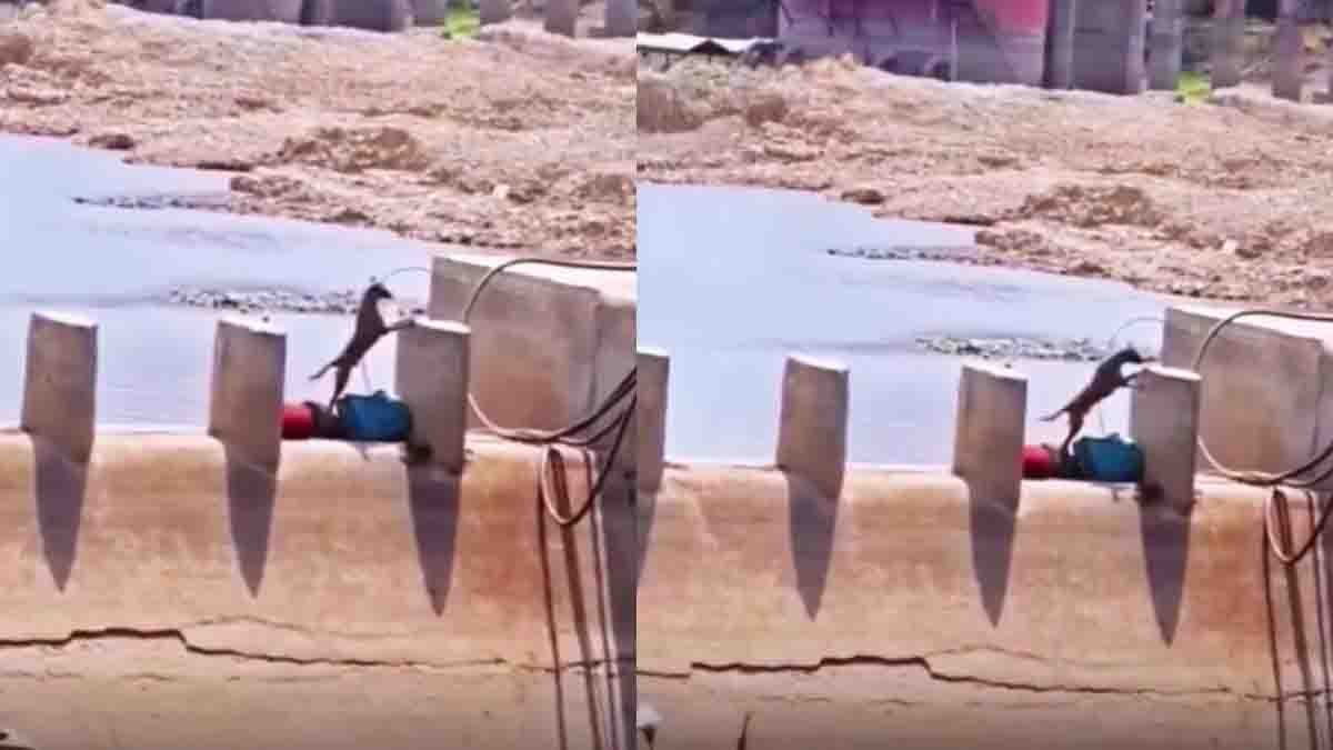 Viral Dog Video : ಛಲವಿದ್ದರೆ ಏನನ್ನಾದರೂ ಸಾಧಿಸಬಹುದು! ಸೋಲೊಪ್ಪದ ಈ ಶ್ವಾನದ ವಿಡಿಯೋ ನೀವೊಮ್ಮೆ ನೋಡಲೇಬೇಕು..! 1 Viral dog video showing a brave puppy crossing a dangerous narrow concrete path beside a canal