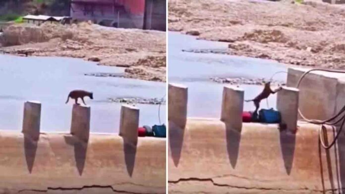 Viral dog video showing a brave puppy crossing a dangerous narrow concrete path beside a canal