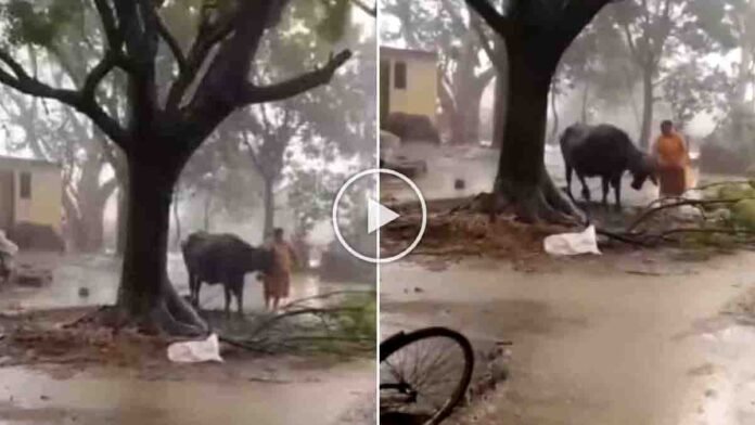 Woman saves buffalo from a falling tree during a violent storm