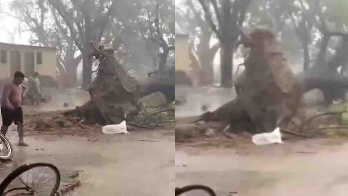 Woman saves buffalo from a falling tree during a violent storm