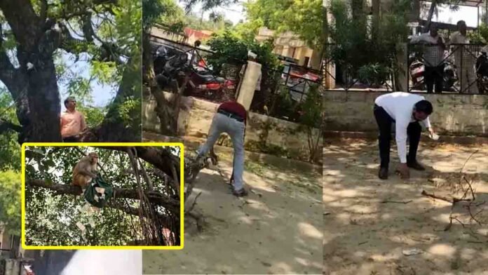Bulandshahr Monkey Incident where a monkey snatched a ₹2 lakh cash bag and threw ₹100 and ₹500 currency notes from a tree at a registry office in Uttar Pradesh.