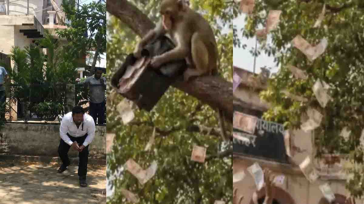 Bulandshahr Monkey Incident : ಕೋತಿಯ ಕಿತಾಪತಿ! ₹2 ಲಕ್ಷ ಕ್ಯಾಶ್ ಬ್ಯಾಗ್ ಎತ್ತಿಕೊಂಡು ಮರದ ಮೇಲಿಂದ ನೋಟುಗಳ ಮಳೆ ಸುರಿಸಿದ ವಾನರ 2 Bulandshahr Monkey Incident where a monkey snatched a ₹2 lakh cash bag and threw ₹100 and ₹500 currency notes from a tree at a registry office in Uttar Pradesh.