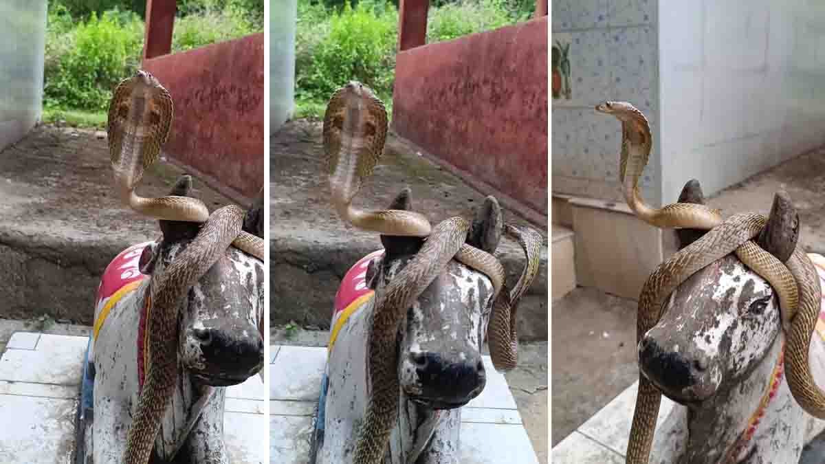 Cobra Resting on Nandi Statue | Rare Temple Viral Video