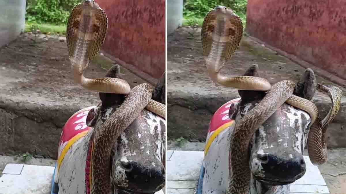 Cobra Resting on Nandi Statue | Rare Temple Viral Video