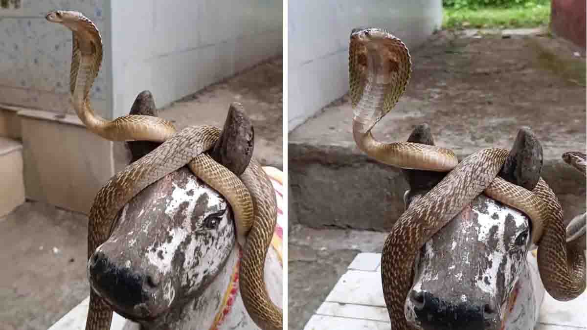Cobra Resting on Nandi Statue | Rare Temple Viral Video