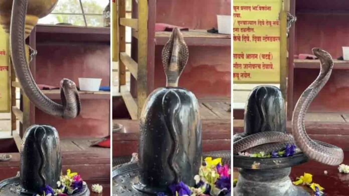 Cobra on Shiva Linga inside a Shiva temple sanctum in a viral video