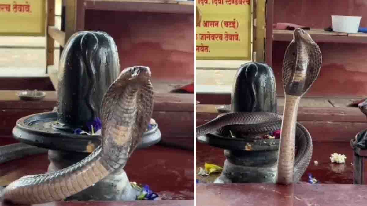 Cobra on Shiva Linga : ಶಿವಲಿಂಗಕ್ಕೆ ಸುತ್ತಿಕೊಂಡ ದೈತ್ಯ ನಾಗರಹಾವು! ಇದು ದೈವ ಲೀಲೆಯೇ ಅಥವಾ ಆರ್ಟಿಫಿಶಿಯಲ್ ಇಂಟೆಲಿಜೆನ್ಸ್ (AI) ಸೃಷ್ಟಿಯೇ? 1 Cobra on Shiva Linga inside a Shiva temple sanctum in a viral video