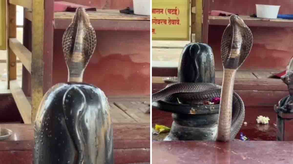 Cobra on Shiva Linga : ಶಿವಲಿಂಗಕ್ಕೆ ಸುತ್ತಿಕೊಂಡ ದೈತ್ಯ ನಾಗರಹಾವು! ಇದು ದೈವ ಲೀಲೆಯೇ ಅಥವಾ ಆರ್ಟಿಫಿಶಿಯಲ್ ಇಂಟೆಲಿಜೆನ್ಸ್ (AI) ಸೃಷ್ಟಿಯೇ? 2 Cobra on Shiva Linga inside a Shiva temple sanctum in a viral video
