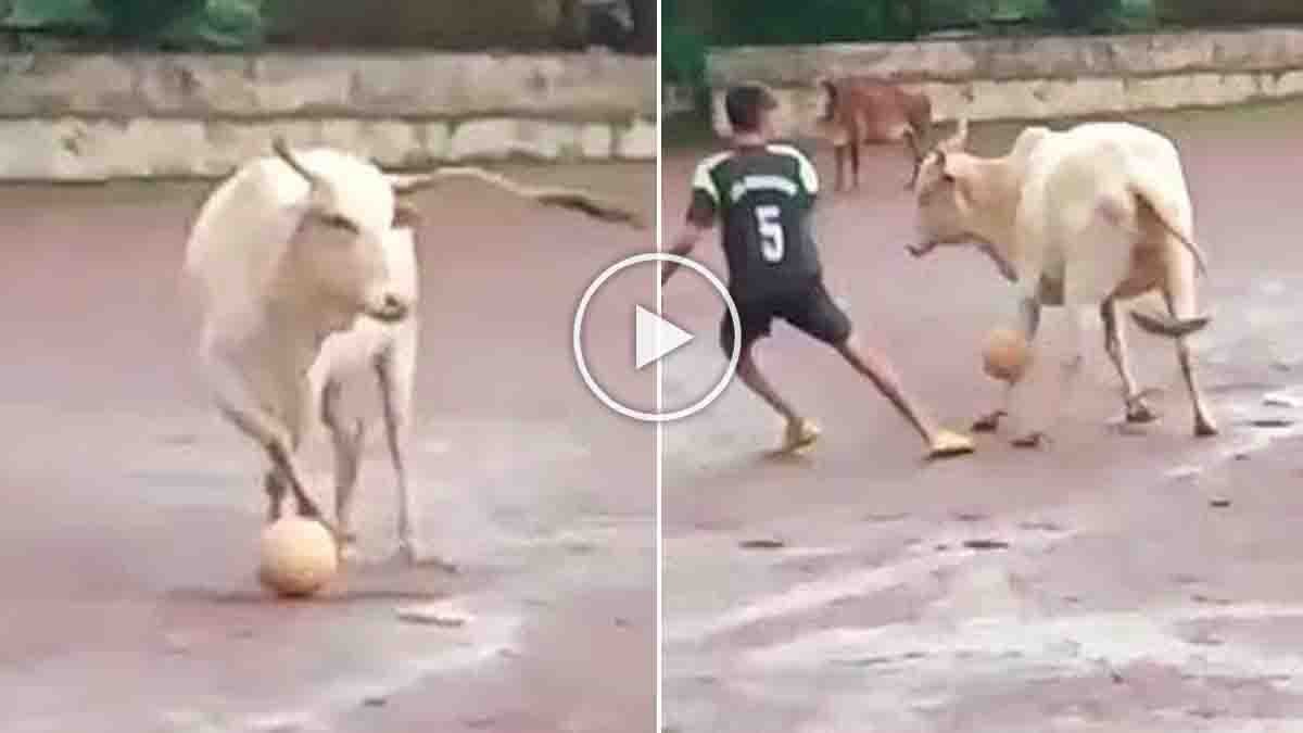 Cow Football Viral Video : ಫುಟ್ಬಾಲ್ ಮೈದಾನಕ್ಕೆ ನುಗ್ಗಿದ ಹಸು! ಮೆಸ್ಸಿ, ರೊನಾಲ್ಡೊಗಿಂತ ಸೂಪರ್ ಡಿಫೆನ್ಸ್, ವಿಡಿಯೋ ನೋಡಿದ್ರೆ ನಕ್ಕು ನಕ್ಕು ಸುಸ್ತಾಗ್ತೀರಾ! 4 Cow Football Viral Video: Cow Shows Incredible Football Defense Skills
