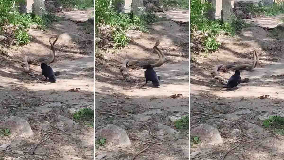 Crow Pulls Cobra Video Goes Viral During Snake Courtship