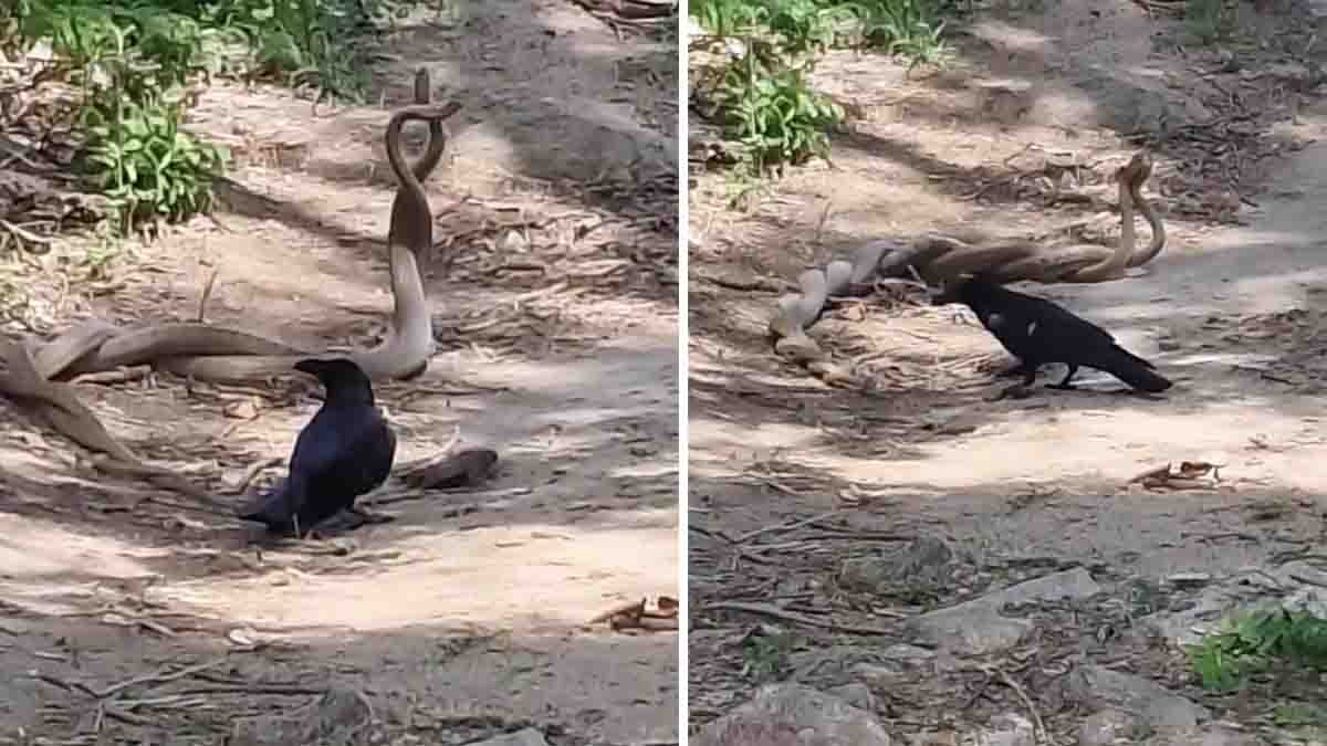 Crow Pulls Cobra Video Goes Viral During Snake Courtship