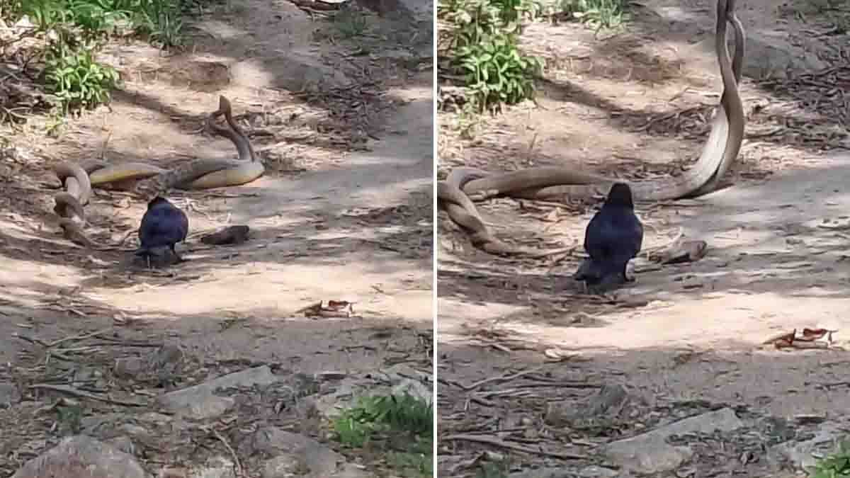 Crow Pulls Cobra Video Goes Viral During Snake Courtship