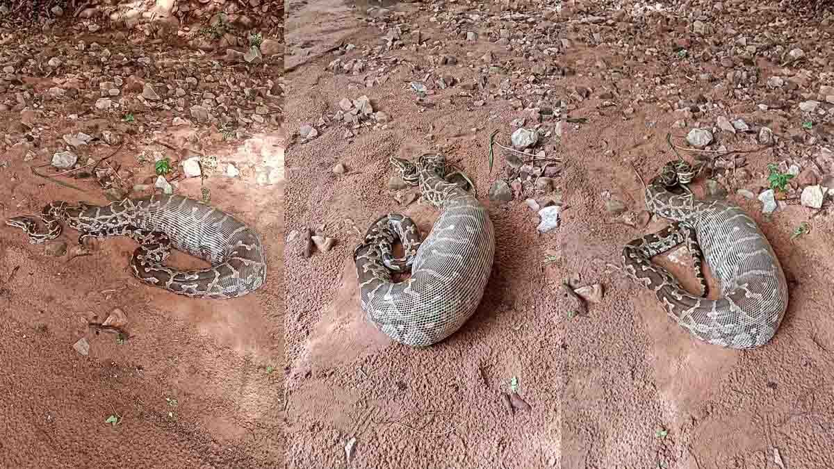 Giant Python Swallows Goat and Gets Stuck