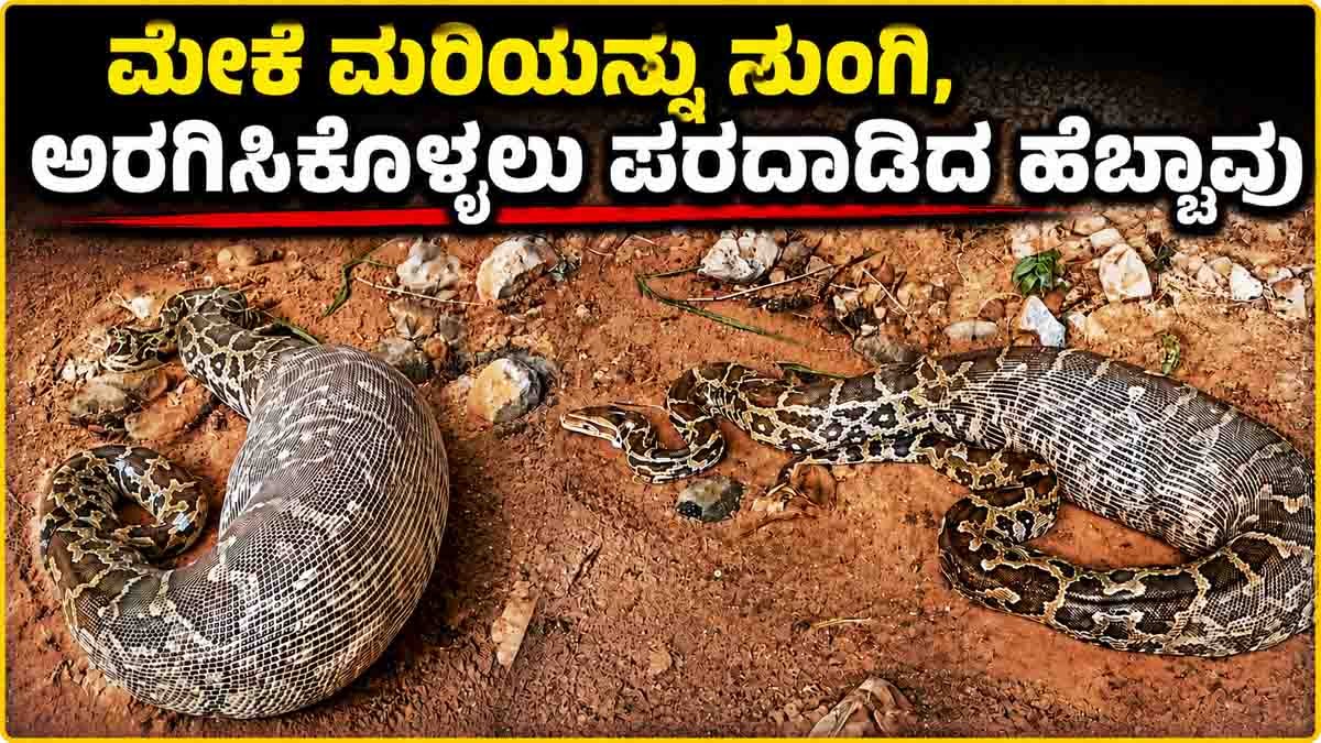 Giant Python Swallows Goat and Gets Stuck