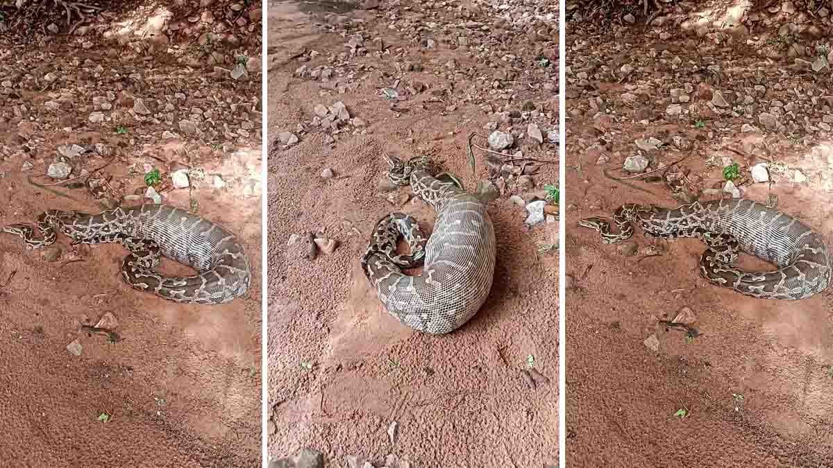 Giant Python Swallows Goat and Gets Stuck