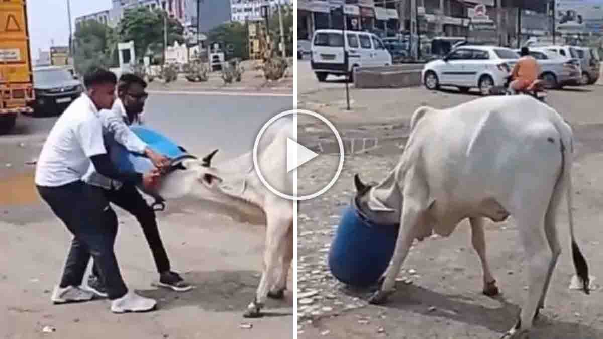 Gujarat Cow Rescue: Local residents rescue a cow trapped inside a plastic drum on a busy road in North Gujarat.