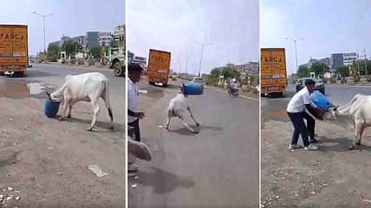 Gujarat Cow Rescue: Local residents rescue a cow trapped inside a plastic drum on a busy road in North Gujarat.
