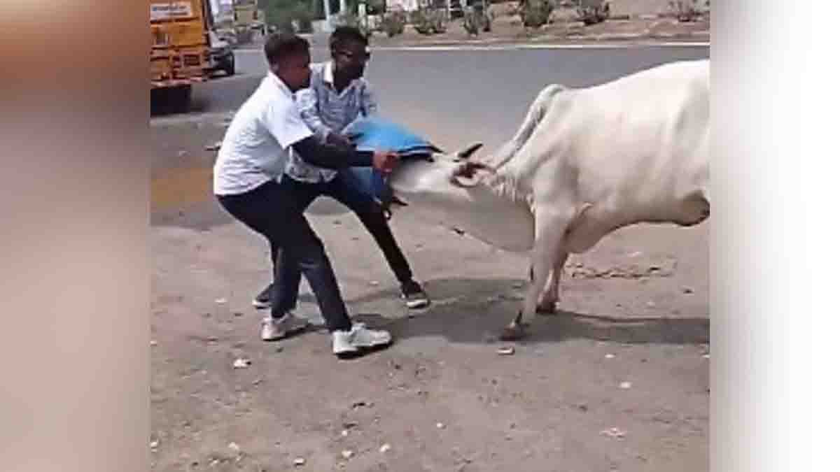 Gujarat Cow Rescue: Local residents rescue a cow trapped inside a plastic drum on a busy road in North Gujarat.