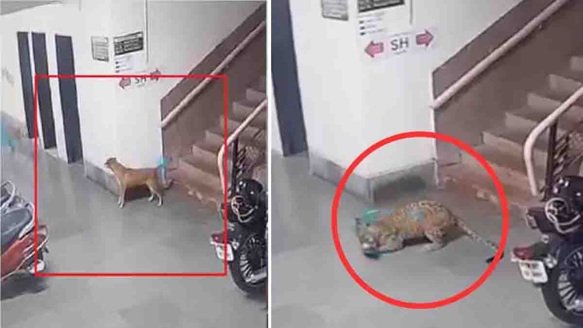 IIT Bombay Leopard Video footage captures a leopard entering the campus and attacking a stray dog in Mumbai's Powai area.