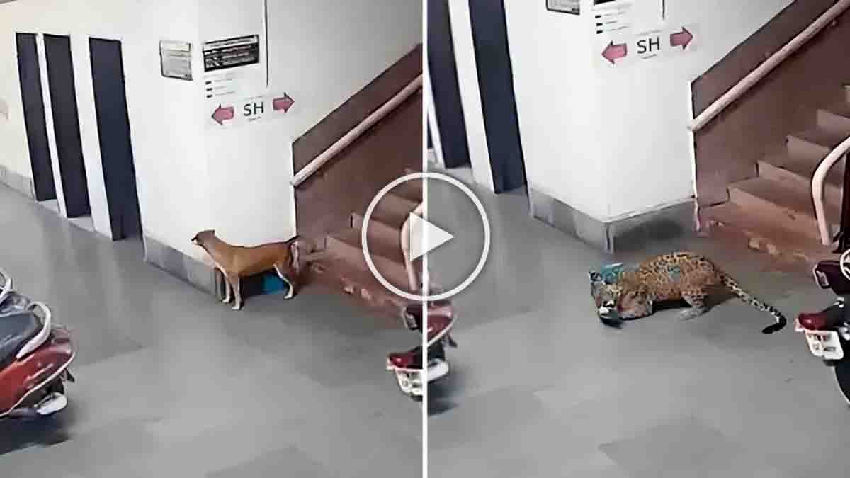 IIT Bombay Leopard Video footage captures a leopard entering the campus and attacking a stray dog in Mumbai's Powai area.
