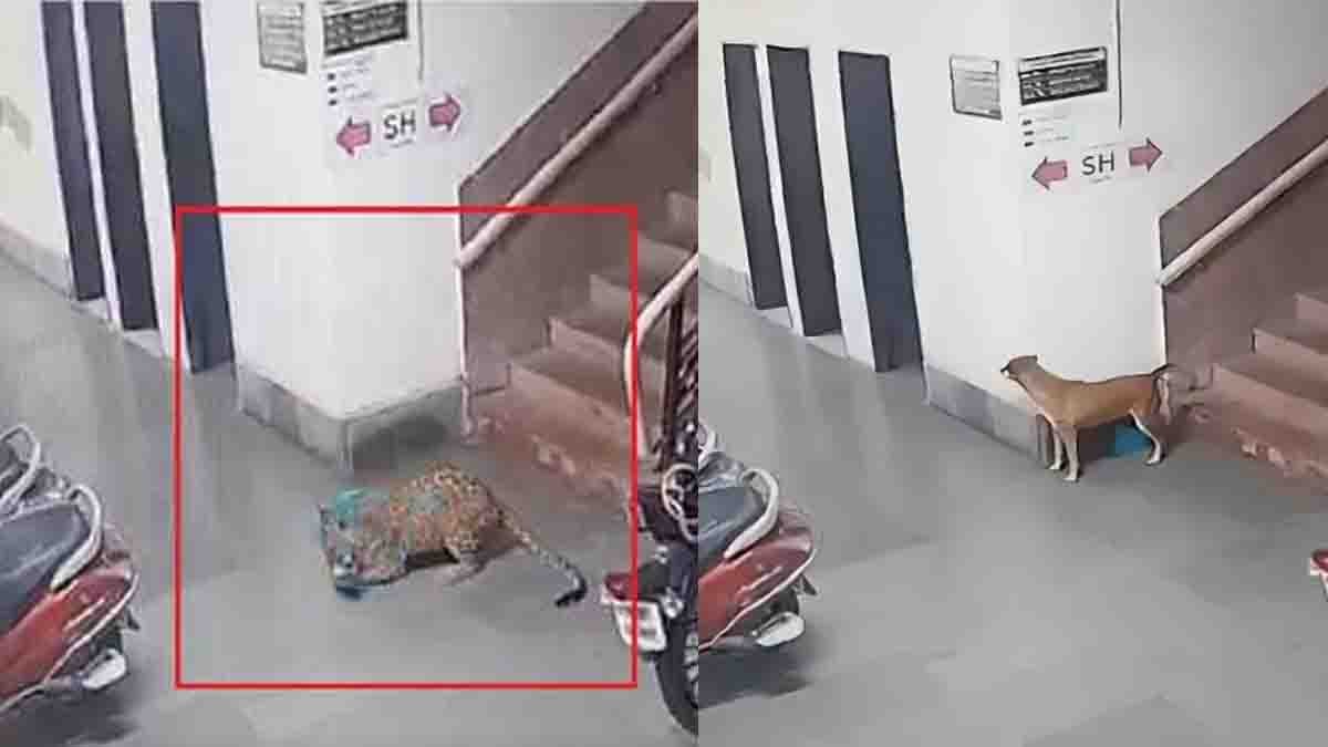 IIT Bombay Leopard Video footage captures a leopard entering the campus and attacking a stray dog in Mumbai's Powai area.
