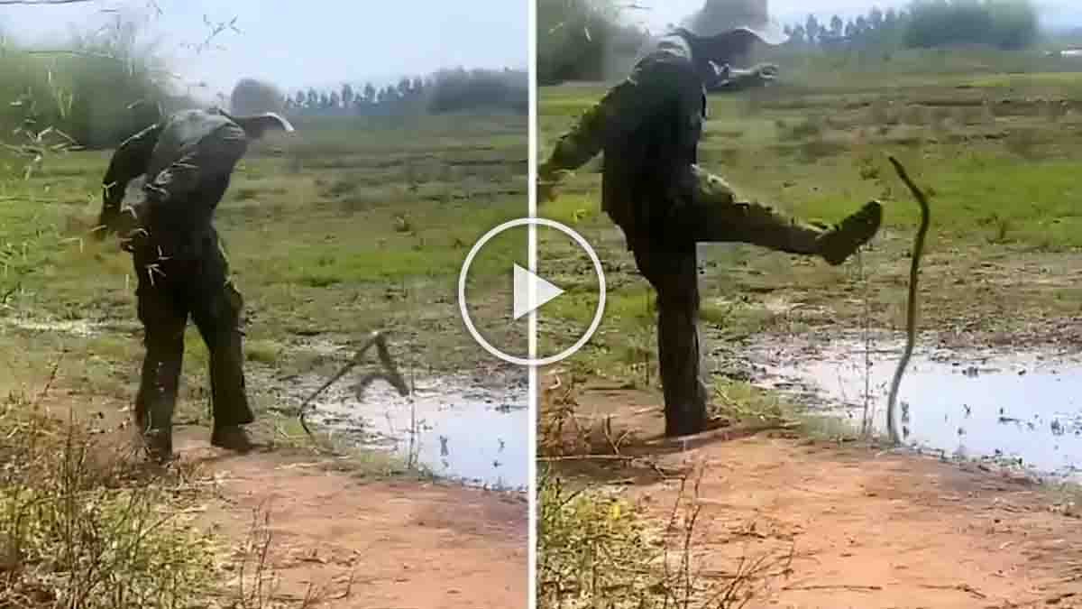 Man Kicks Snake During Shocking Viral Wildlife Encounter