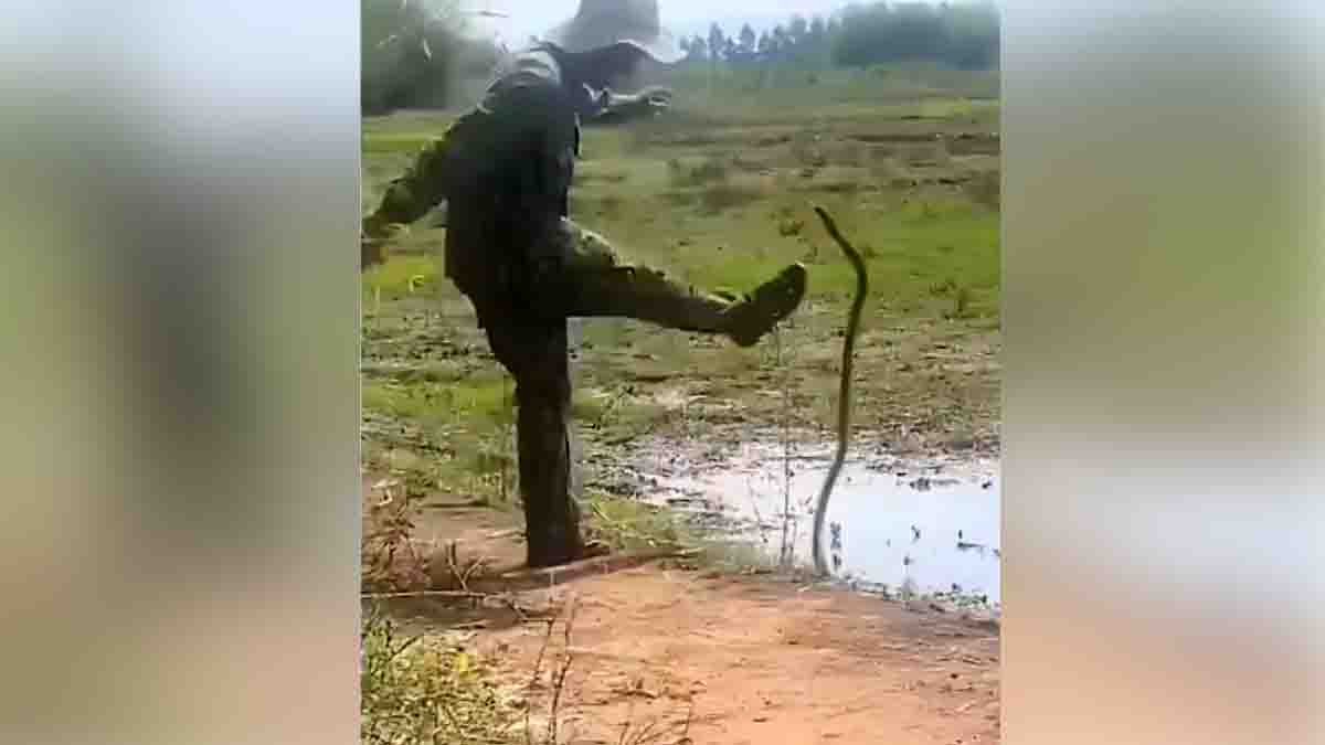 Man Kicks Snake : ನಿನ್ನ ಧೈರ್ಯಕ್ಕೊಂದು ಸಲಾಂ ಗುರು! ಹಾವಿನ ಜೊತೆ ಫುಟ್ಬಾಲ್ ಆಡಿದ ಕಿಲಾಡಿ.. ವಿಡಿಯೋ ನೋಡಿದ್ರೆ ಶಾಕ್ ಆಗ್ತೀರಾ! 2 Man Kicks Snake During Shocking Viral Wildlife Encounter