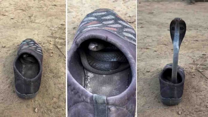 Watch the shocking Snake in Shoe viral video where a venomous snake emerges from inside a shoe. A frightening reminder to always check footwear before wearing it.