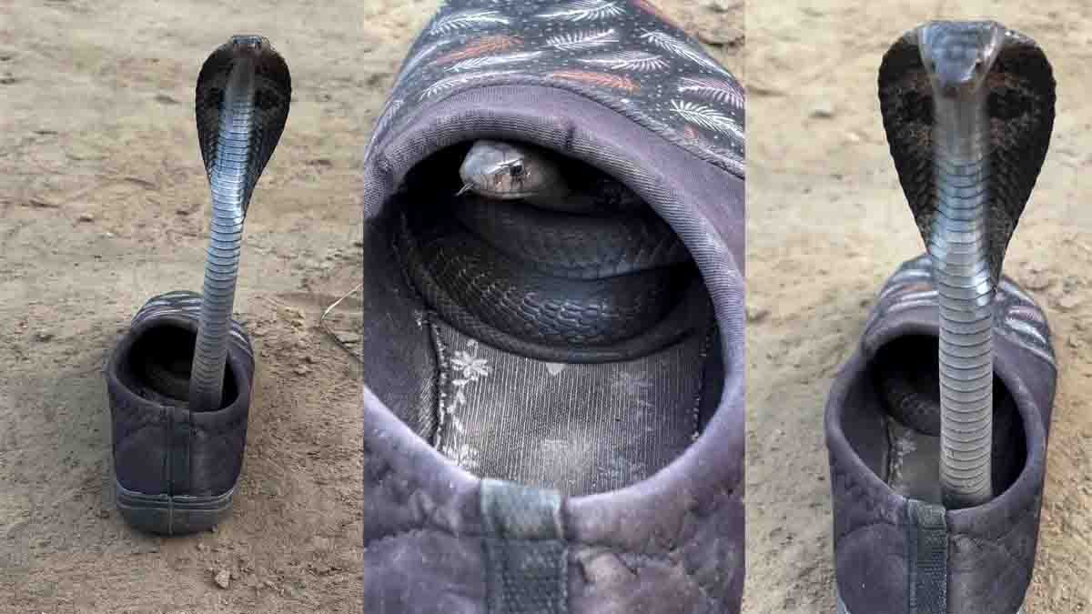 Watch the shocking Snake in Shoe viral video where a venomous snake emerges from inside a shoe. A frightening reminder to always check footwear before wearing it.