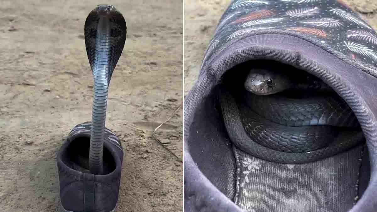 Watch the shocking Snake in Shoe viral video where a venomous snake emerges from inside a shoe. A frightening reminder to always check footwear before wearing it.