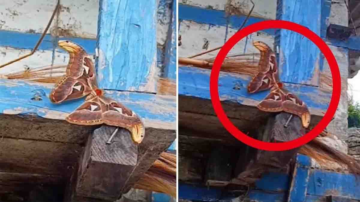Two headed snake-like Atlas moth resting on a wooden log with wings resembling cobra heads
