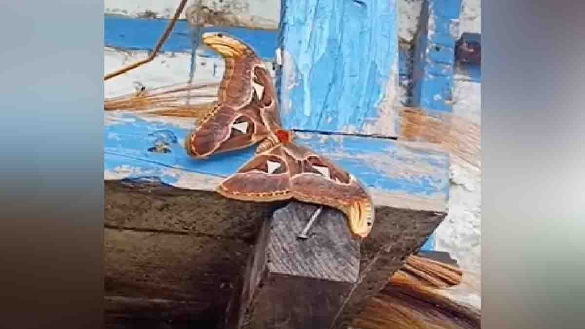 Two headed snake-like Atlas moth resting on a wooden log with wings resembling cobra heads