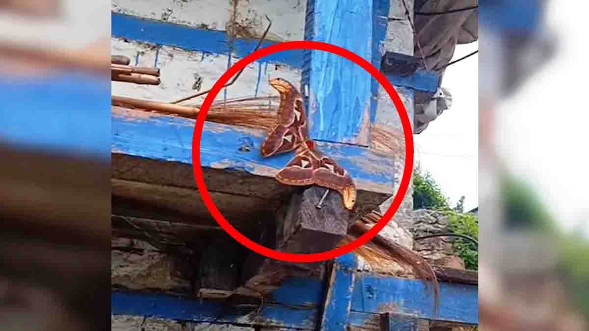 Two headed snake-like Atlas moth resting on a wooden log with wings resembling cobra heads