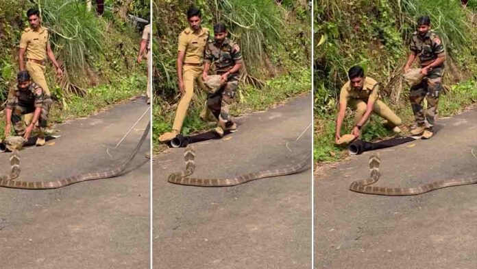 Forest officials performing a cobra rescue operation after a giant King Cobra appeared on a busy road.