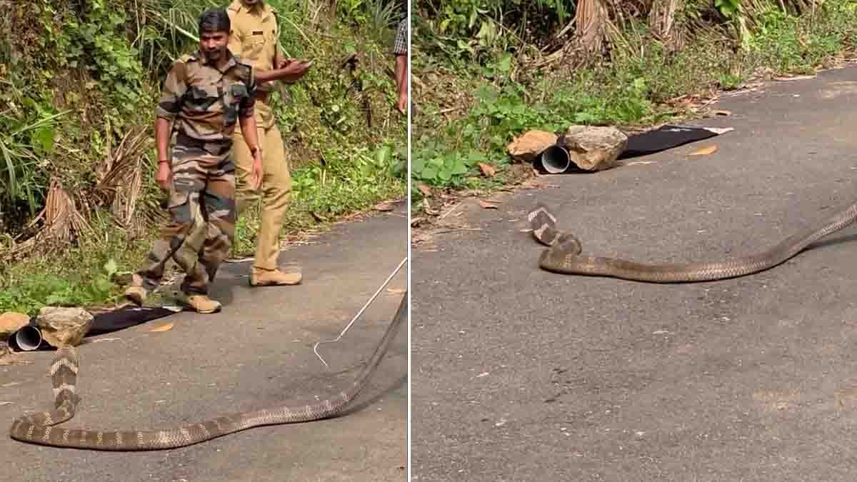 Forest officials performing a cobra rescue operation after a giant King Cobra appeared on a busy road.