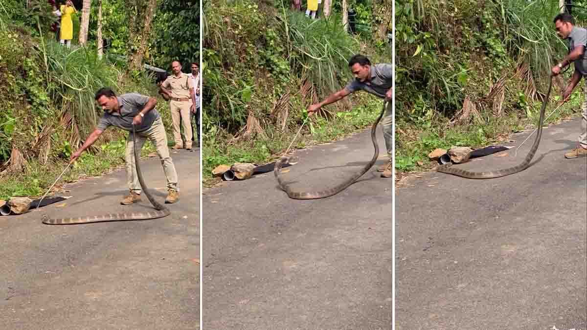 Forest officials performing a cobra rescue operation after a giant King Cobra appeared on a busy road.