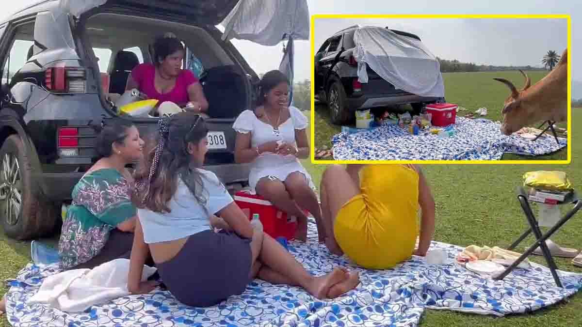 Cow Interrupts Girls Picnic Video showing a group of girls running to their car after a harmless cow approaches their picnic spot.