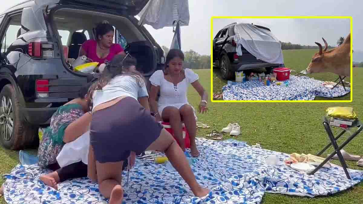 Cow Interrupts Girls Picnic Video showing a group of girls running to their car after a harmless cow approaches their picnic spot.