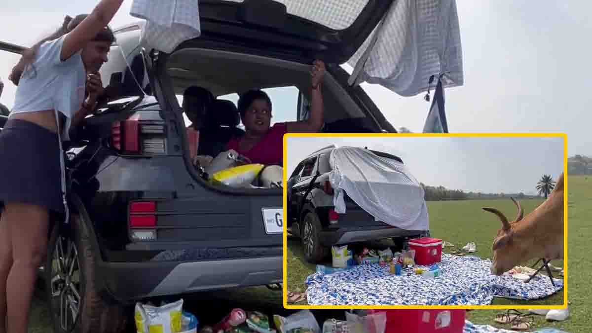 Cow Interrupts Girls Picnic Video showing a group of girls running to their car after a harmless cow approaches their picnic spot.
