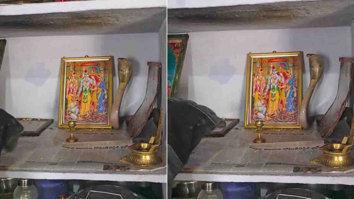 King Cobra raising its hood beside a Lord Rama portrait inside a home prayer room during a viral rescue incident.