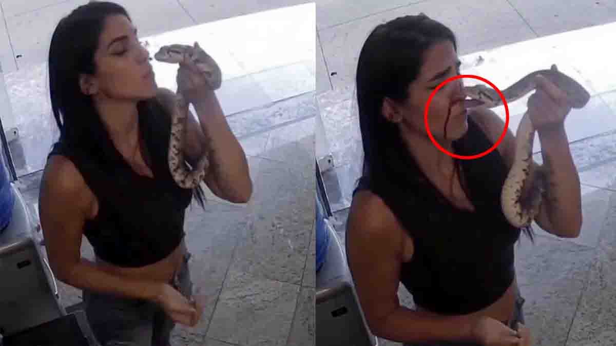 Snake bite video showing a woman being attacked after attempting to kiss a large snake during a social media stunt.