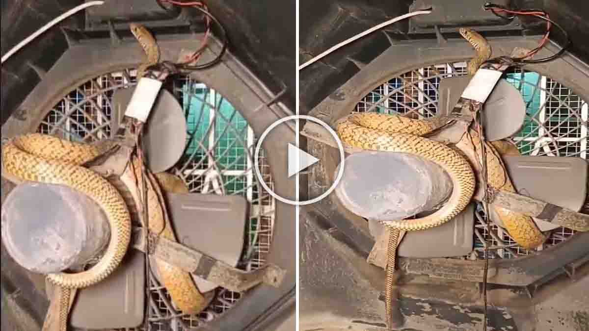 Snake Found Inside Air Cooler : ಕೂಲರ್ ಒಳಗಿಂದ ಬಂತು ವಿಚಿತ್ರ ಸೌಂಡ್: ಓಪನ್ ಮಾಡಿ ನೋಡಿದ ಮಾಲೀಕನ ಎದೆ ಝಲ್ಲೆಂದಿತು! 1 Snake Found Inside Air Cooler hidden between fan blades and wires discovered by homeowner