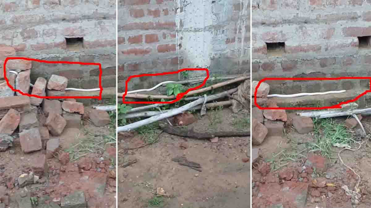 Watch the viral White Cobra video as a rare white king cobra stuns viewers online. Experts explain leucism, albinism, and the snake's safe rescue.
