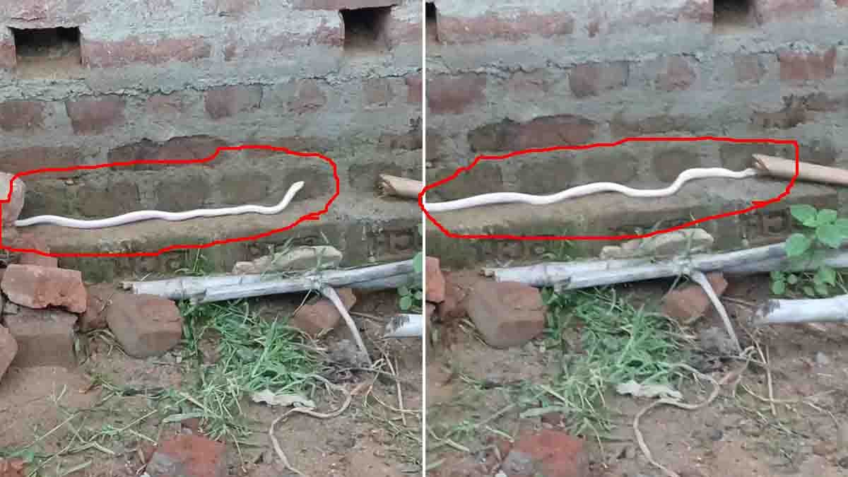 Watch the viral White Cobra video as a rare white king cobra stuns viewers online. Experts explain leucism, albinism, and the snake's safe rescue.