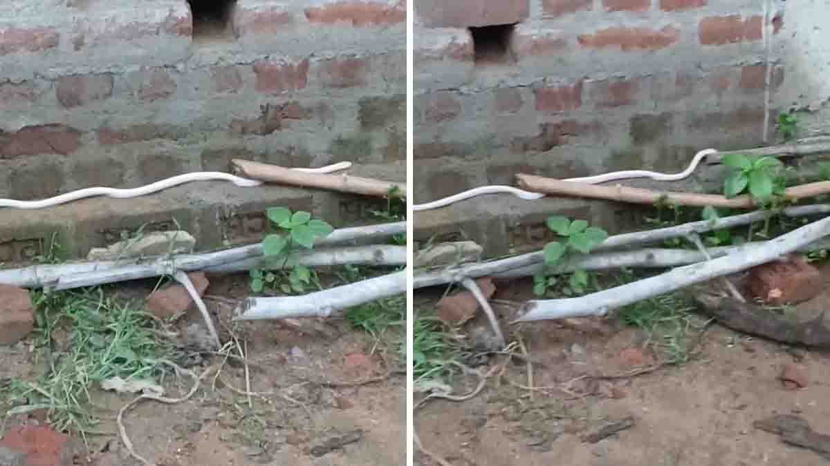 Watch the viral White Cobra video as a rare white king cobra stuns viewers online. Experts explain leucism, albinism, and the snake's safe rescue.